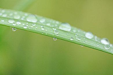 《宝可梦：朱紫》新泰拉挑战2月12日启动  强力爱心鱼参战